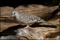 _1SB8129 inca dove